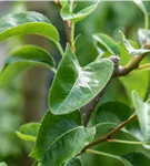 Birne 'Bonne Louise' - Pyrus com. 'Bonne Louise'