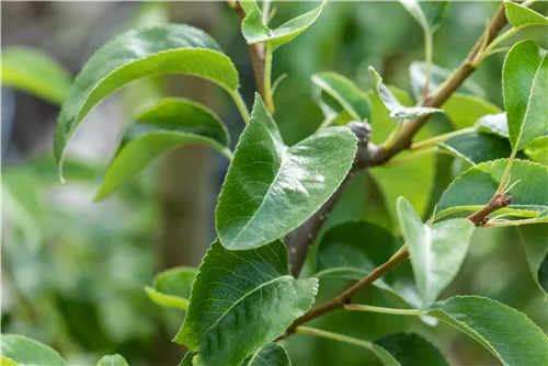 Birne 'Bonne Louise' - Pyrus com. 'Bonne Louise'