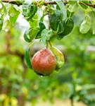 Birne 'Bonne Louise' - Pyrus com. 'Bonne Louise'