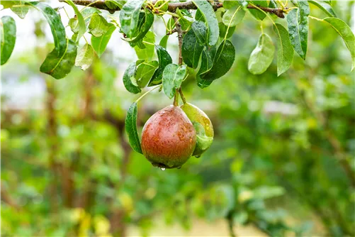 Birne 'Bonne Louise' - Pyrus com. 'Bonne Louise'