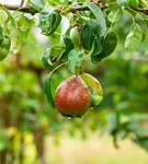 Birne 'Bonne Louise' - Pyrus com. 'Bonne Louise'