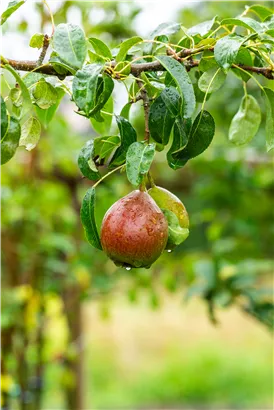 Birne 'Bonne Louise' - Pyrus com. 'Bonne Louise'