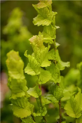 Gold-Ulme - Ulmus hollandica 'Wredei'