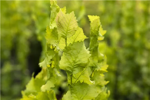 Gold-Ulme - Ulmus hollandica 'Wredei'