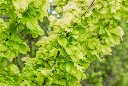 Gold-Ulme - Ulmus hollandica 'Wredei'