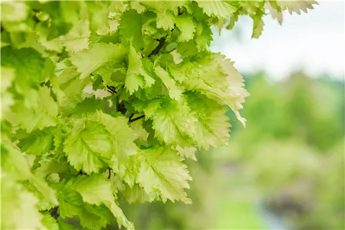 Gold-Ulme - Ulmus hollandica 'Wredei'