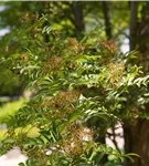 Speierling - Sorbus domestica