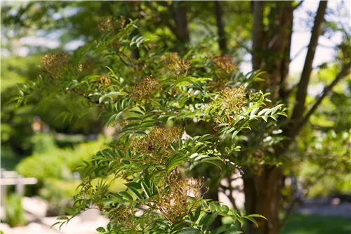 Speierling - Sorbus domestica