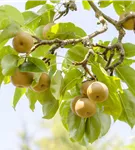 Birne - Pyrus pyraster CAC