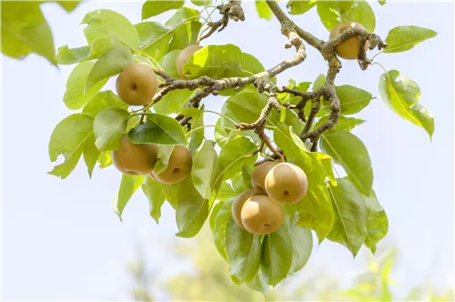 Birne - Pyrus pyraster CAC