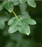 Französischer Ahorn - Acer monspessulanum