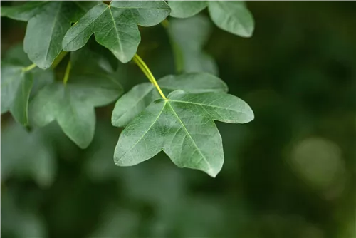 Französischer Ahorn - Acer monspessulanum