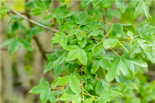 Französischer Ahorn - Acer monspessulanum