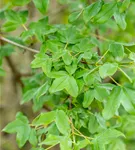 Französischer Ahorn - Acer monspessulanum