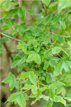 Französischer Ahorn - Acer monspessulanum