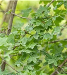 Französischer Ahorn - Acer monspessulanum