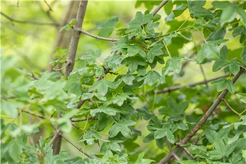 Französischer Ahorn - Acer monspessulanum