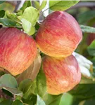 Apfel 'Gala' mittel - Malus 'Gala' CAC