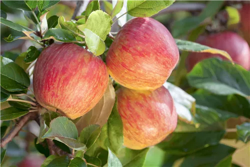 Apfel 'Gala' mittel - Malus 'Gala' CAC