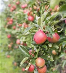 Apfel 'Gala' mittel - Malus 'Gala' CAC