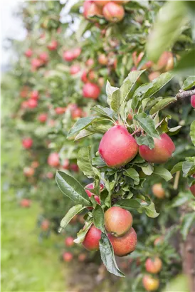 Apfel 'Gala' mittel - Malus 'Gala' CAC