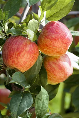 Apfel 'Gala' mittel - Malus 'Gala' CAC