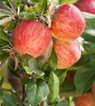 Apfel 'Gala' mittel - Malus 'Gala' CAC