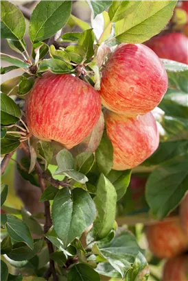 Apfel 'Gala' mittel - Malus 'Gala' CAC