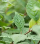 Europäische Weißulme - Ulmus laevis