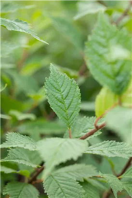 Europäische Weißulme - Ulmus laevis