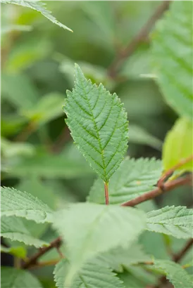 Europäische Weißulme - Ulmus laevis