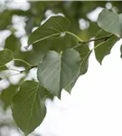 Italienische Erle - Alnus cordata