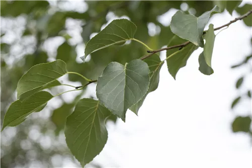 Italienische Erle - Alnus cordata