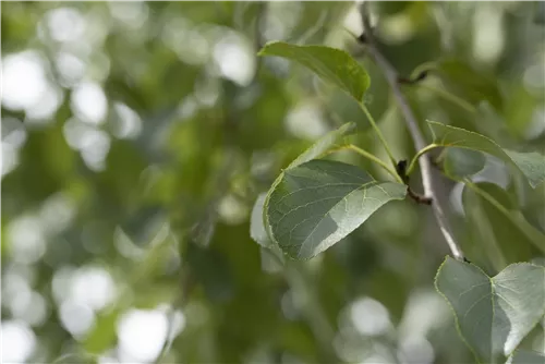 Italienische Erle - Alnus cordata