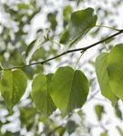 Italienische Erle - Alnus cordata