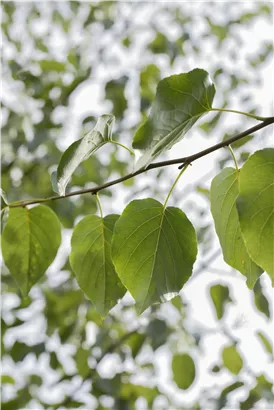 Italienische Erle - Alnus cordata