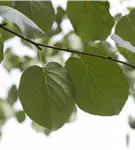 Italienische Erle - Alnus cordata