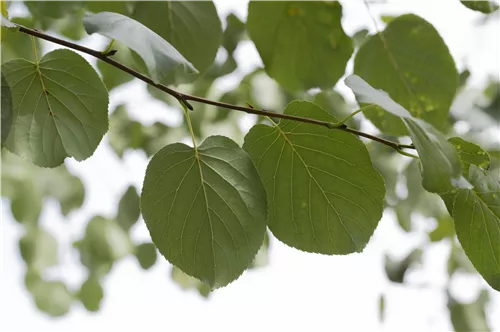 Italienische Erle - Alnus cordata