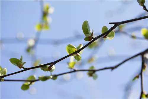 Italienische Erle - Alnus cordata