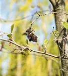 Italienische Erle - Alnus cordata