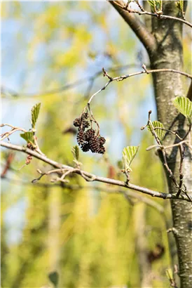 Italienische Erle - Alnus cordata