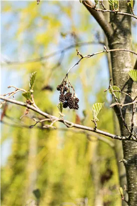 Italienische Erle - Alnus cordata