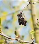 Italienische Erle - Alnus cordata