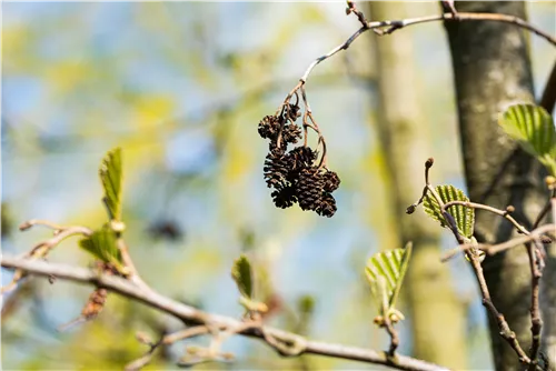 Italienische Erle - Alnus cordata