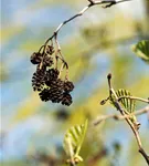 Italienische Erle - Alnus cordata