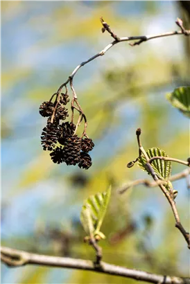 Italienische Erle - Alnus cordata