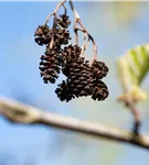 Italienische Erle - Alnus cordata