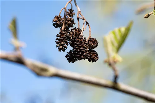 Italienische Erle - Alnus cordata