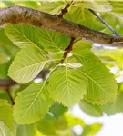 Park-Mehlbeere 'Henk Vink' - Sorbus latifolia 'Henk Vink'