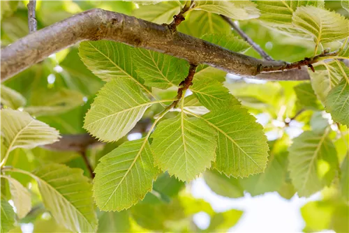 Park-Mehlbeere 'Henk Vink' - Sorbus latifolia 'Henk Vink'